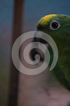 Beautiful green parrot in the metal cage