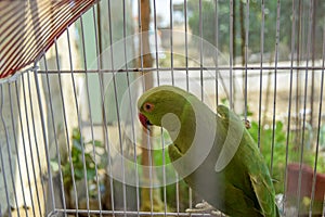 Beautiful Green Parrot Playing in Cage