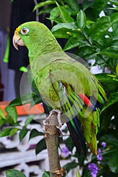 Beautiful green Parrot in portobelo village in PanamÃ¡