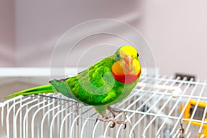 A beautiful green parrot is sitting on a cage, looking around