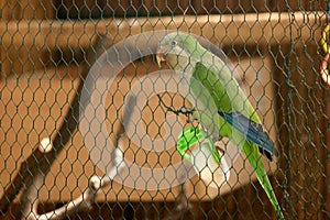 Beautiful green parrot sitting in zoo cage.