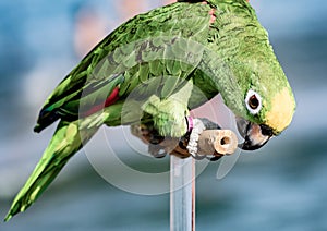 A beautiful green parrot who walks with his master on the beach, licking the fingers of those who want to caress him, savoring the