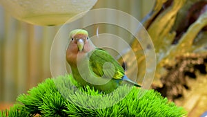 Beautiful green parrots on an artificial conifer branch