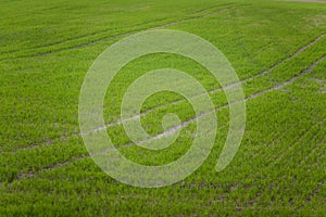 A beautiful green pattern on a field in spring. Rows of new grass.