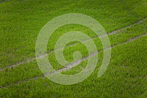 A beautiful green pattern on a field in spring. Rows of new grass.