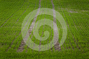 A beautiful green pattern on a field in spring. Rows of new grass.