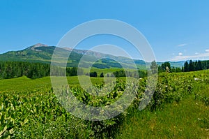 A Beautiful Green Peaceful Meadow