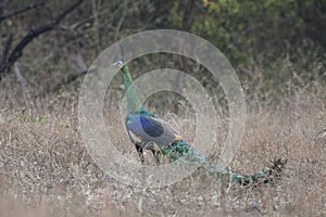 Beautiful green peacock pavo muticus