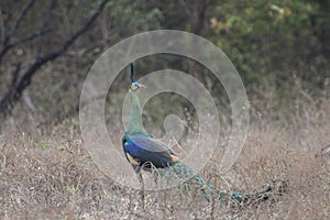 Beautiful green peacock pavo muticus