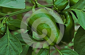 Beautiful green pepper, photographed in the backyard of a farm in a rural region.