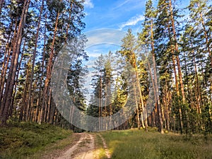 Beautiful green pine forest in summer or spring. Bright morning sun shining through the trees. Nature landscape