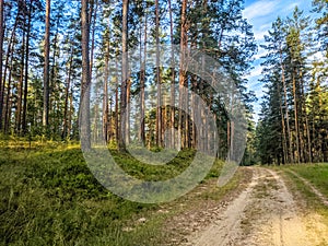 Beautiful green pine forest in summer or spring. Bright morning sun shining through the trees. Nature landscape