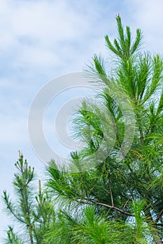 Beautiful green pine tree stand under the clear morning and bright blue sky suitable for nature background or wallpaper