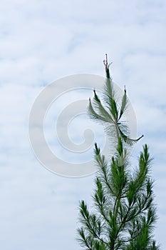 Beautiful green pine tree stand under the clear morning and bright blue sky suitable for nature background or wallpaper