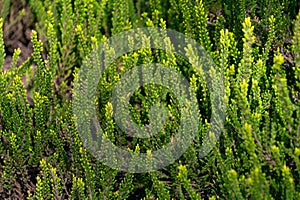 Beautiful green plant background. Erica reunionensis