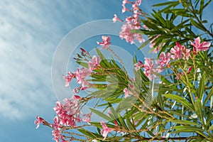 Beautiful green plant blooming with pink flowers.Blue sky.Sunny day.