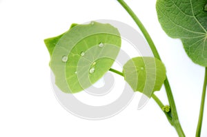 The beautiful  green plant kith vine  leafs in side dew drop photo