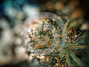 Beautiful green plant in Lansdowne