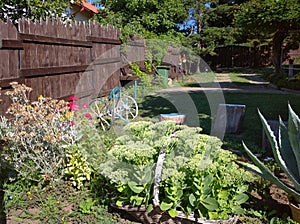 Beautiful green plants in the basket garden