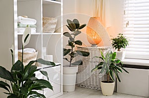 Beautiful green plants in elegant bathroom. Interior design