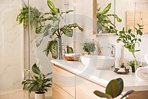 Beautiful green plants in elegant bathroom. Interior design