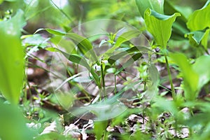 Beautiful green plants in the grass of the forest