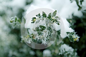 Beautiful green plants with leaves, covered with white, sharp needles of hoarfrost on a background of a winter landscape, concept