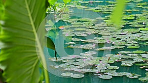 Beautiful green pond with blooming water lilies nenuphar with purple and pink lotus flowers and leaves. Lily nuphar