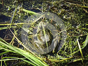 Beautiful green pool frog (Pelophylax lessonae) close up