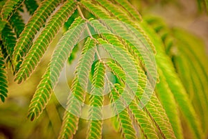 Beautiful green powderpuff tree leaves on the branch