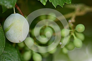 Beautiful green pulm