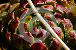 Beautiful green-red flower in macro shot