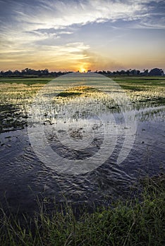 The beautiful green rice fields