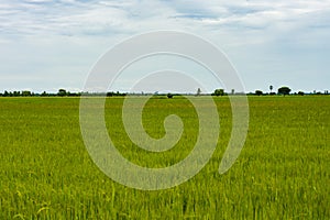 Beautiful green rice fields and blue sky and white clouds background