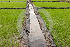 Beautiful green rice fields closeup view