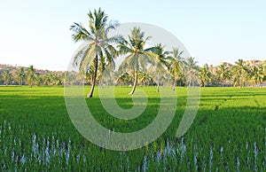 Beautiful green rice fields in Hampi, India. Palm trees, sun and