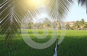 Beautiful green rice fields in Hampi, India. Palm trees, sun and