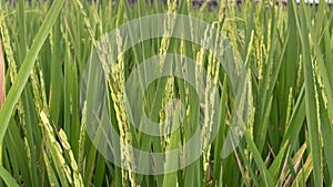 Beautiful green rice fields in spring morning, farmer\'s footpath.