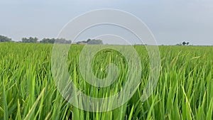 Beautiful green rice fields in spring morning, farmer\'s footpath.