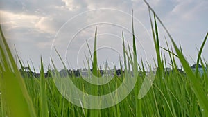 Beautiful green rice fields in spring morning, farmer\'s footpath.