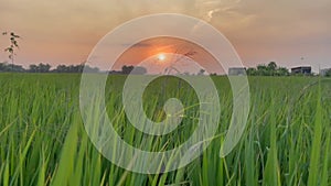 Beautiful green rice fields in spring morning, farmer\'s footpath.