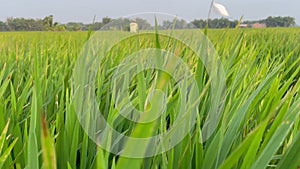 Beautiful green rice fields in spring morning, farmer\'s footpath.