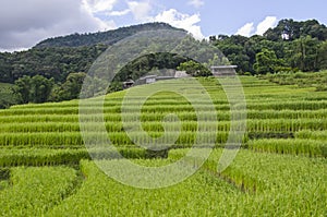 Beautiful green rice terrace near the mountains