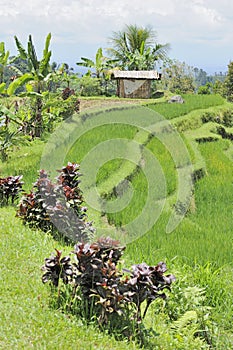 Beautiful green rice terraces