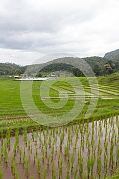 Beautiful green Rice Terraces in Doi inthanon, Maeglangluang Karen village, chiangmai Thailand