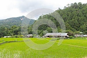 Beautiful green Rice Terraces in Doi inthanon, Maeglangluang Karen village, chiangmai Thailand