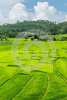 Beautiful green Rice Terraces in Doi inthanon, Maeglangluang Karen villages