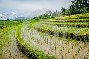 Beautiful green rice terraces with small rice plants growing, near Tegallalang village in Ubud, Bali Indonesia