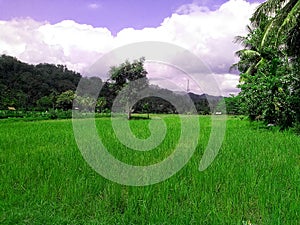 Beautiful Green Ricefield in the village