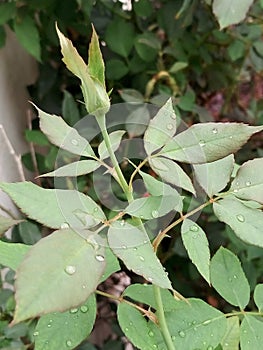 Beautiful Green rose Bud`s in rainy season